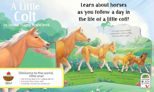 A Little Colt Board Book